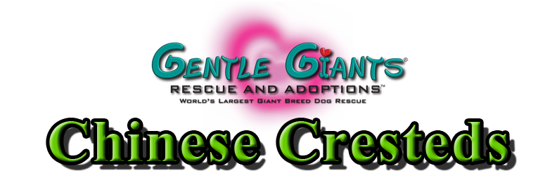 Chinese Cresteds at Gentle Giants Rescue and Adoptions